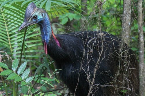 00-Didier_Gautron-Accueil-Autralie
