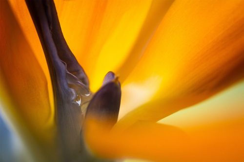 00-Didier_Gautron-Accueil-Natrure2