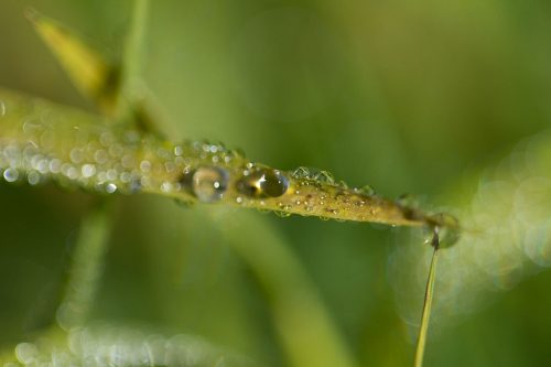 01-Didier_Gautron-Macro-Fleur_de_rosee