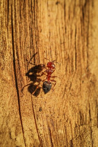 01-Didier_Gautron-Macro_Insecte