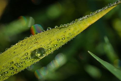 02-Didier_Gautron-Macro-Fleur_de_rosee