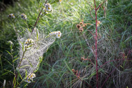 02-Didier_Gautron-Macro-Plante-rosee