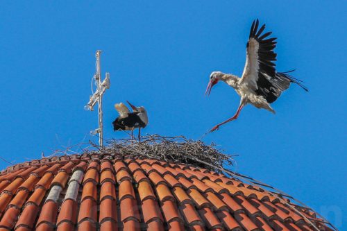 02-Didier_Gautron_Greece-Croatie-Montenegro-2013