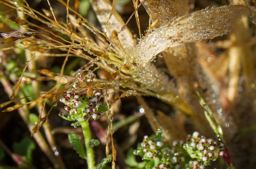 03-Didier_Gautron-Macro-Fleur_de_rosee