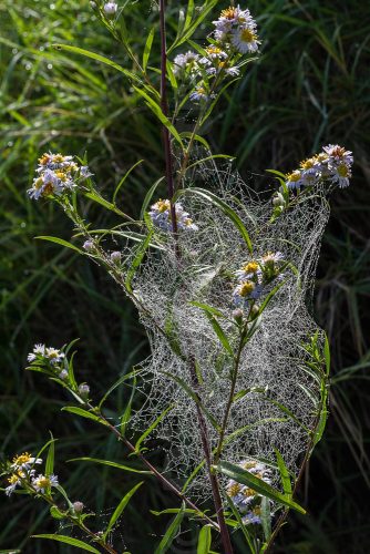 03-Didier_Gautron-Macro-Plante-rosee