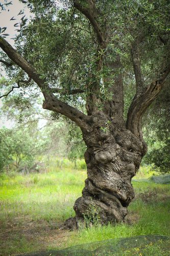 03-Didier_Gautron_Greece-Croatie-Montenegro-2013