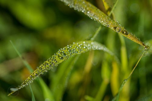 04-Didier_Gautron-Macro-Fleur_de_rosee