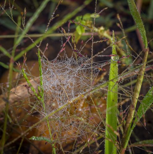 04-Didier_Gautron-Macro-Plante-rosee