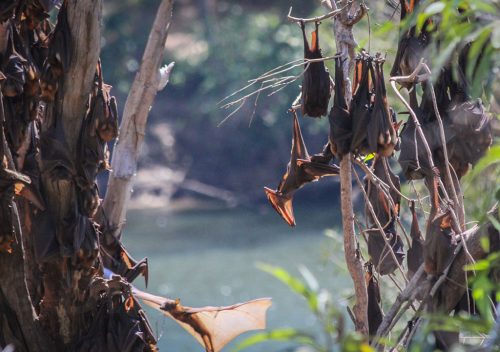 05-Didier_Gautron-Australie-2011