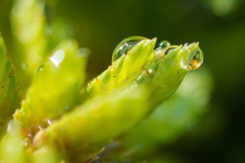 05-Didier_Gautron-Macro-Fleur_de_rosee