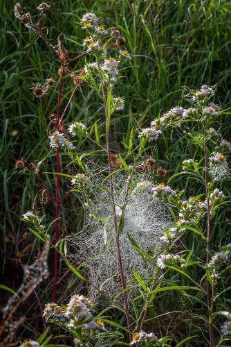 05-Didier_Gautron-Macro-Plante-rosee