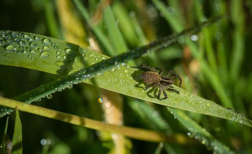 06-Didier_Gautron-Macro-Fleur_de_rosee