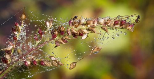 06-Didier_Gautron-Macro-Plante-rosee