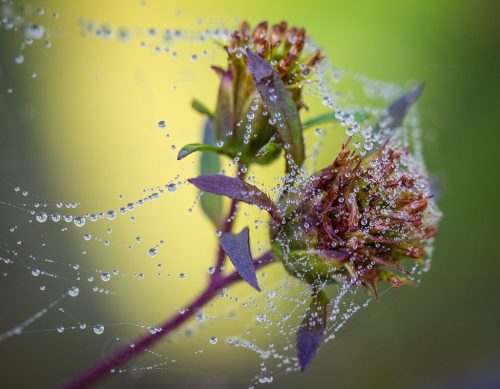 07-Didier_Gautron-Macro-Plante-rosee