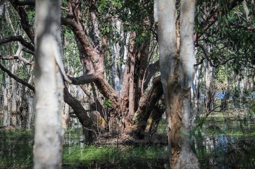 08-Didier_Gautron-Australie-2011