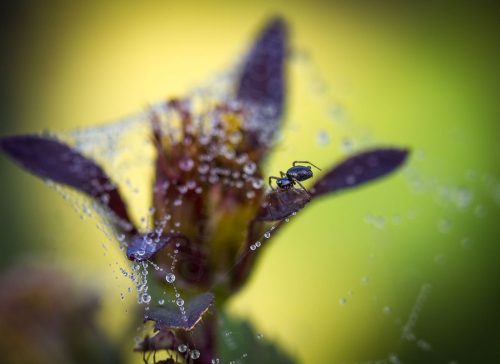 08-Didier_Gautron-Macro-Plante-rosee
