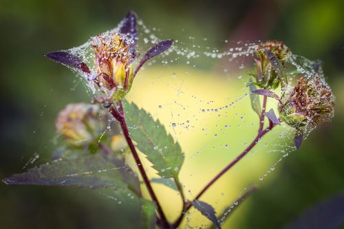09-Didier_Gautron-Macro-Plante-rosee