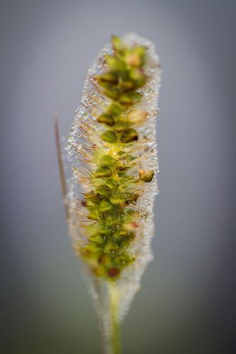 10-Didier_Gautron-Macro-Plante-rosee