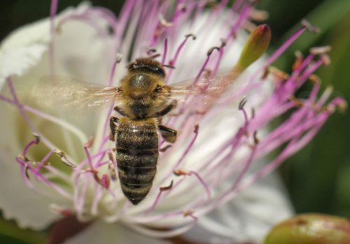 11-Didier_Gautron-Macro_Insecte