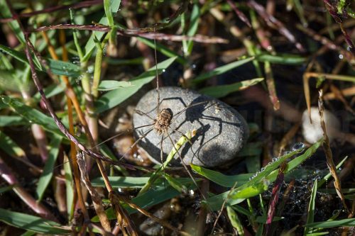 12-Didier_Gautron-Macro_Insecte