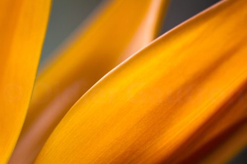 13-Didier_Gautron-Macro-Fleur