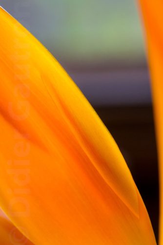 14-Didier_Gautron-Macro-Fleur