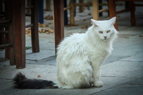 14-Didier_Gautron_Greece-Croatie-Montenegro-2013