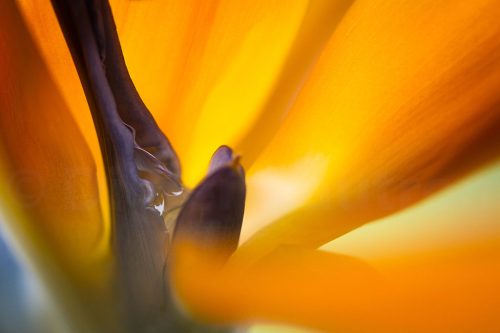 15-Didier_Gautron-Macro-Fleur