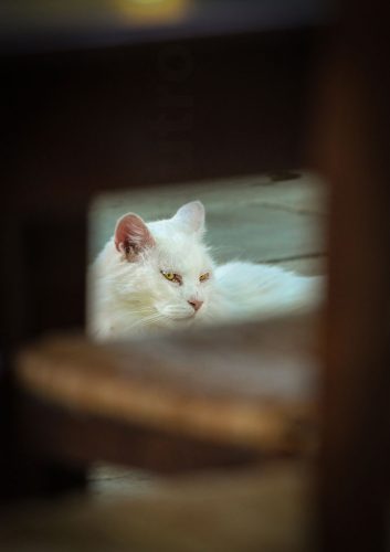 15-Didier_Gautron_Greece-Croatie-Montenegro-2013