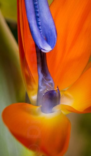 16-Didier_Gautron-Macro-Fleur