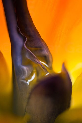 17-Didier_Gautron-Macro-Fleur