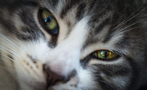 19-Didier_Gautron-Macro-chat