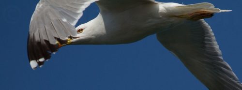 20-Didier_Gautron_Greece-Croatie-Montenegro-2013