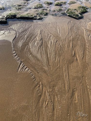 2025-12-25-Fleurs-Atlantique-10