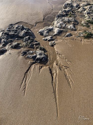 2025-12-25-Fleurs-Atlantique-11