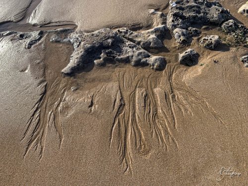 2025-12-25-Fleurs-Atlantique-12