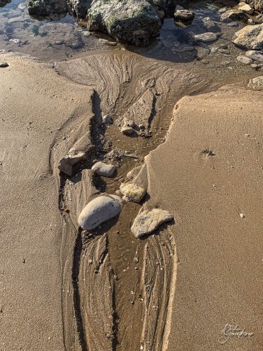 2025-12-25-Fleurs-Atlantique-13