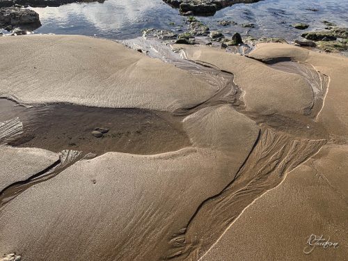 2025-12-25-Fleurs-Atlantique-14