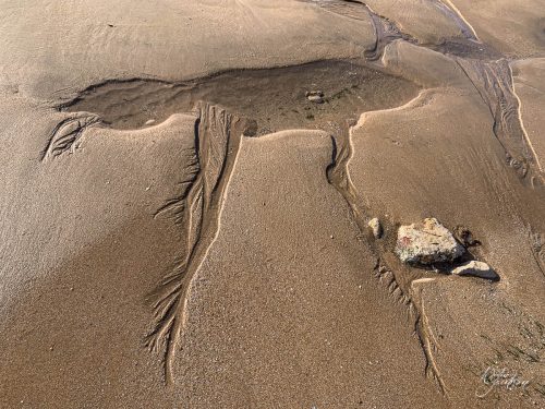 2025-12-25-Fleurs-Atlantique-15