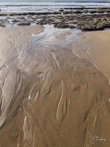 2025-12-25-Fleurs-Atlantique-17