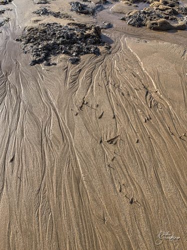 2025-12-25-Fleurs-Atlantique-18