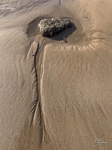 2025-12-25-Fleurs-Atlantique-19