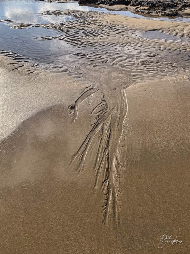 2025-12-25-Fleurs-Atlantique-20