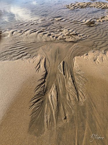 2025-12-25-Fleurs-Atlantique-21