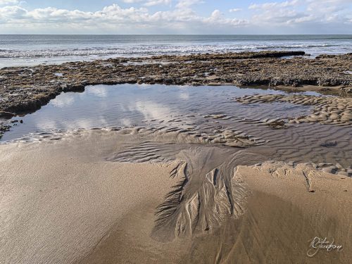 2025-12-25-Fleurs-Atlantique-22