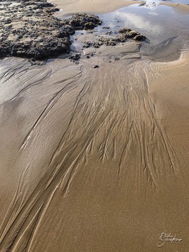 2025-12-25-Fleurs-Atlantique-23