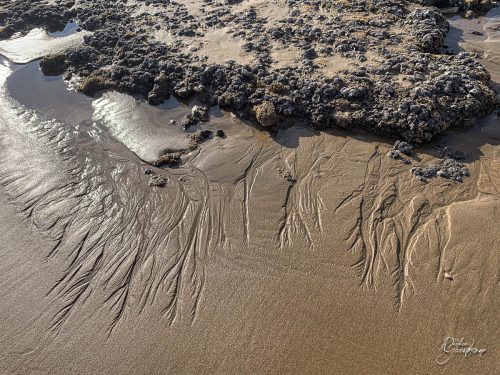 2025-12-25-Fleurs-Atlantique-24