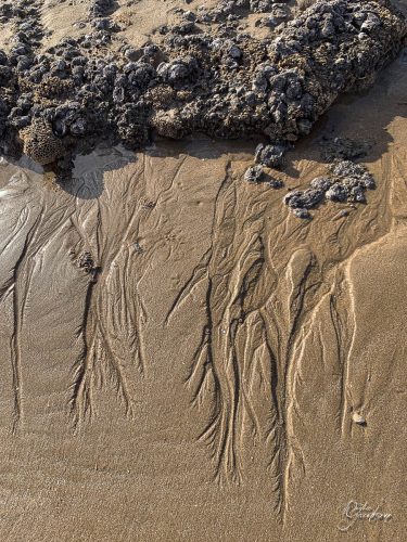 2025-12-25-Fleurs-Atlantique-25