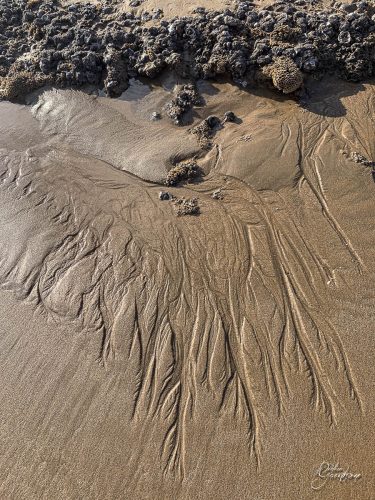 2025-12-25-Fleurs-Atlantique-26