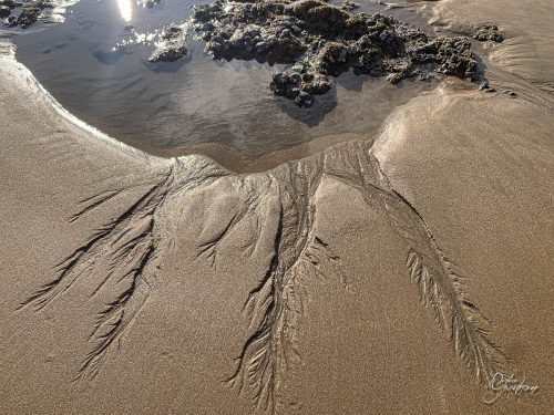 2025-12-25-Fleurs-Atlantique-27